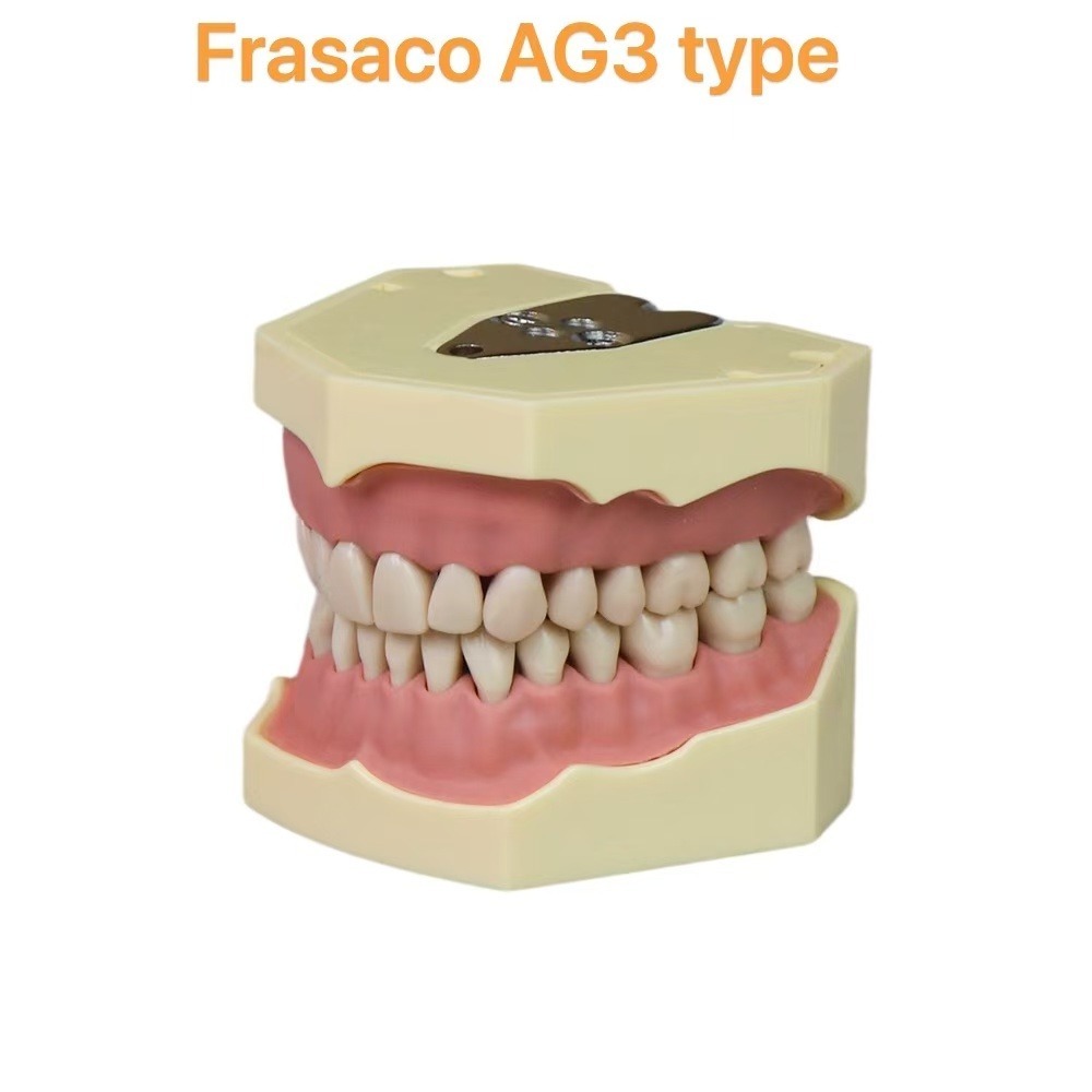 Frasaco AG3 type upper and lower typodont jaws with 32 teeth
